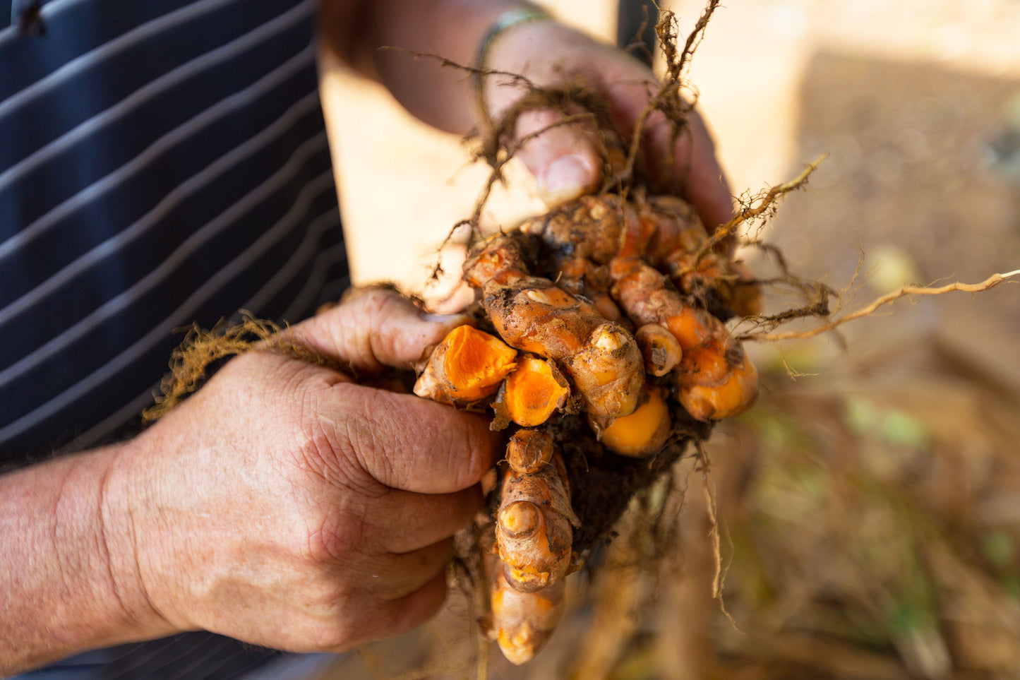 TurmeriX Founder Errol-McClelland Hold Fresh Turmeric in Kerla India 